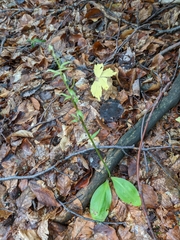 Platanthera chlorantha