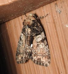 Chytonix palliatricula