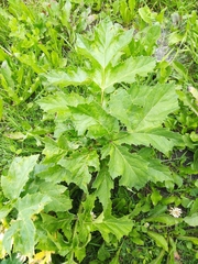 Heracleum sosnowskyi