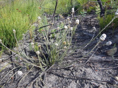 Stoebe phyllostachya