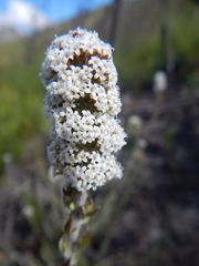 Stoebe phyllostachya