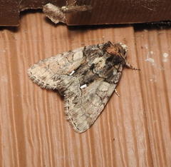 Chytonix palliatricula