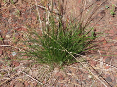 Festuca nigrescens
