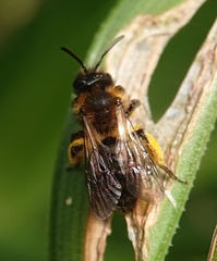 Andrena bicolor