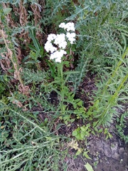Achillea millefolium