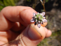 Alepidea capensis