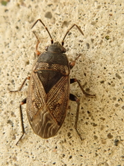 Trapezonotus arenarius