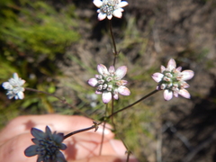 Alepidea capensis