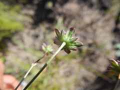Alepidea capensis