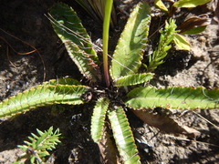 Alepidea capensis