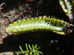 Alepidea capensis
