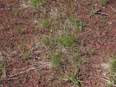 Festuca nigrescens
