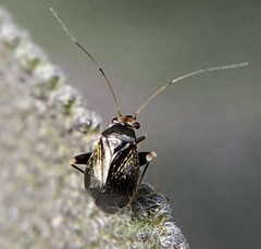 Halticus luteicollis