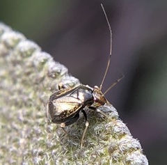 Halticus luteicollis