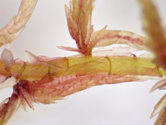 Acutifolia