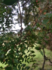 Lepidoceras chilense