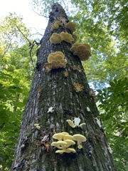 Pleurotus citrinopileatus