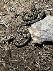 Thamnophis marcianus