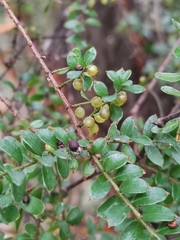 Lepidoceras chilense