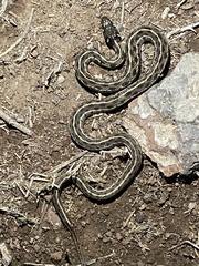 Thamnophis marcianus