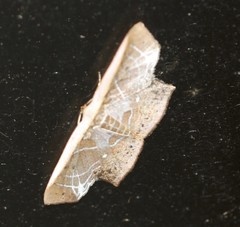Tessarotis rubrata