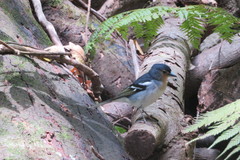 Fringilla coelebs palmae
