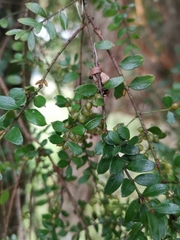 Lepidoceras chilense