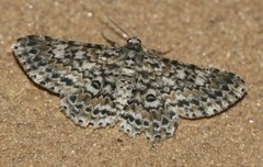 Cleora sabulata