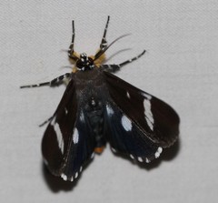 Argyrolepidia aequalis