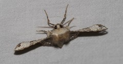 Canaea hyalospila