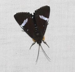 Argyrolepidia aequalis