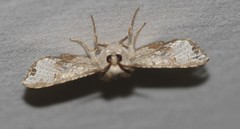 Canaea hyalospila