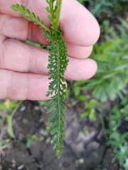 Achillea millefolium