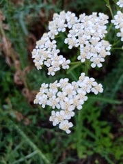 Achillea millefolium