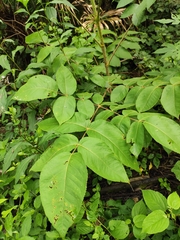 Aralia decaisneana