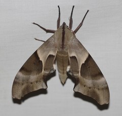 Coequosa australasiae
