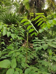 Aralia decaisneana