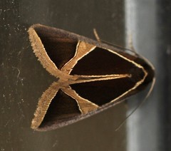 Agamana conjungens