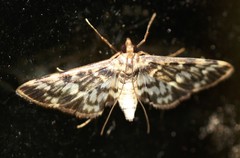 Rhimphalea sceletalis