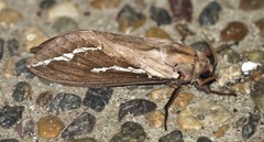 Abantiades argyrosticha