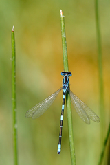 Coenagrion caerulescens
