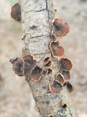 Anthracophyllum