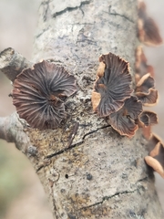Anthracophyllum
