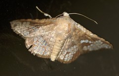 Canaea hyalospila