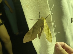 Clanis bilineata