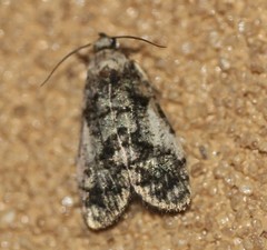 Copromorpha lichenitis