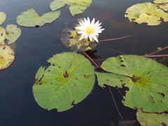 Nymphaea lotus
