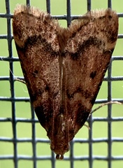Aglossa disciferalis