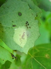 Phyllonorycter sagitella