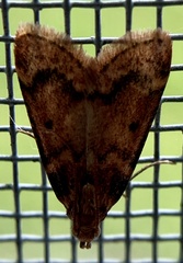 Aglossa disciferalis